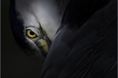 1-White_Eye-of-the-Heron